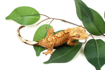 Tangerine Tiger Crested Gecko