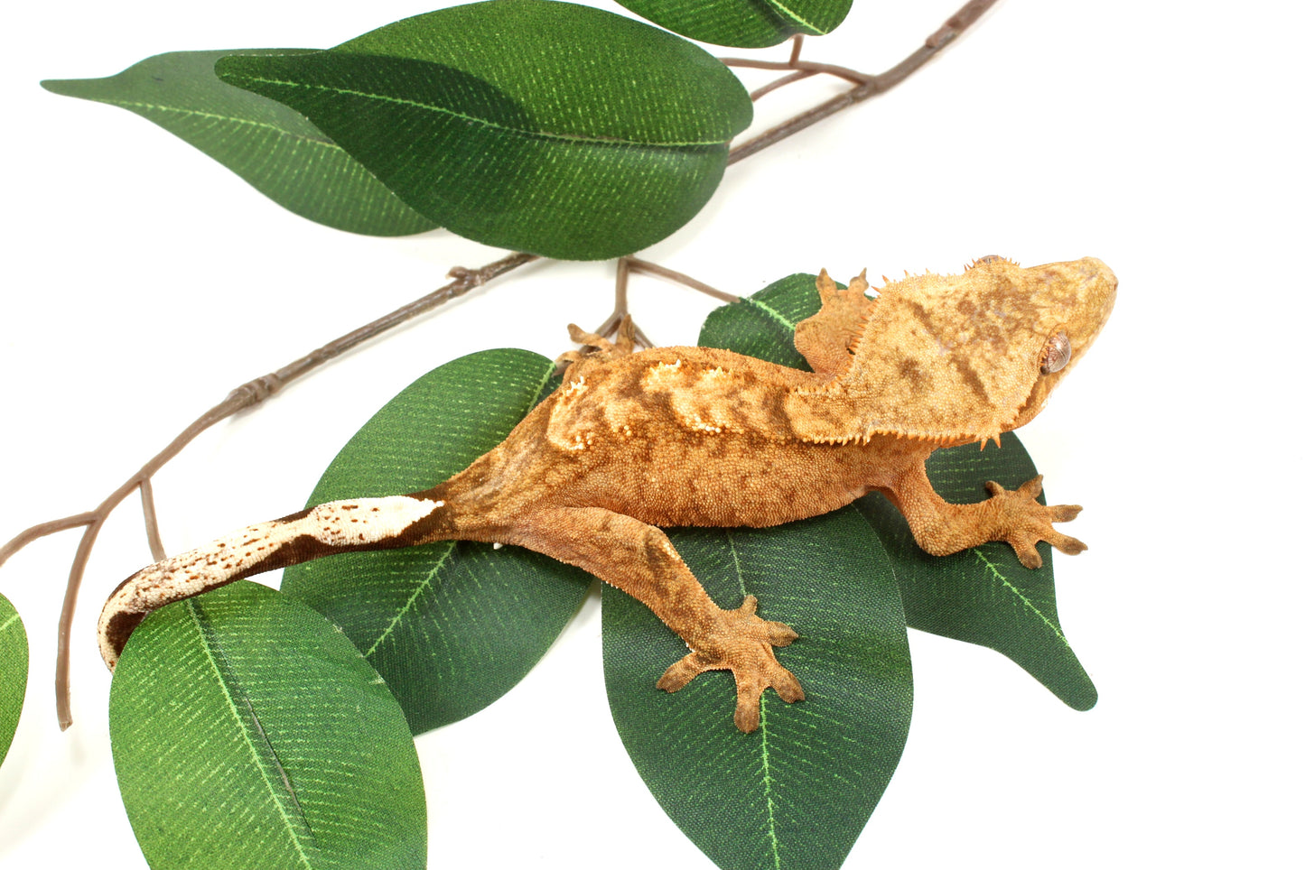 Tangerine Tiger Crested Gecko