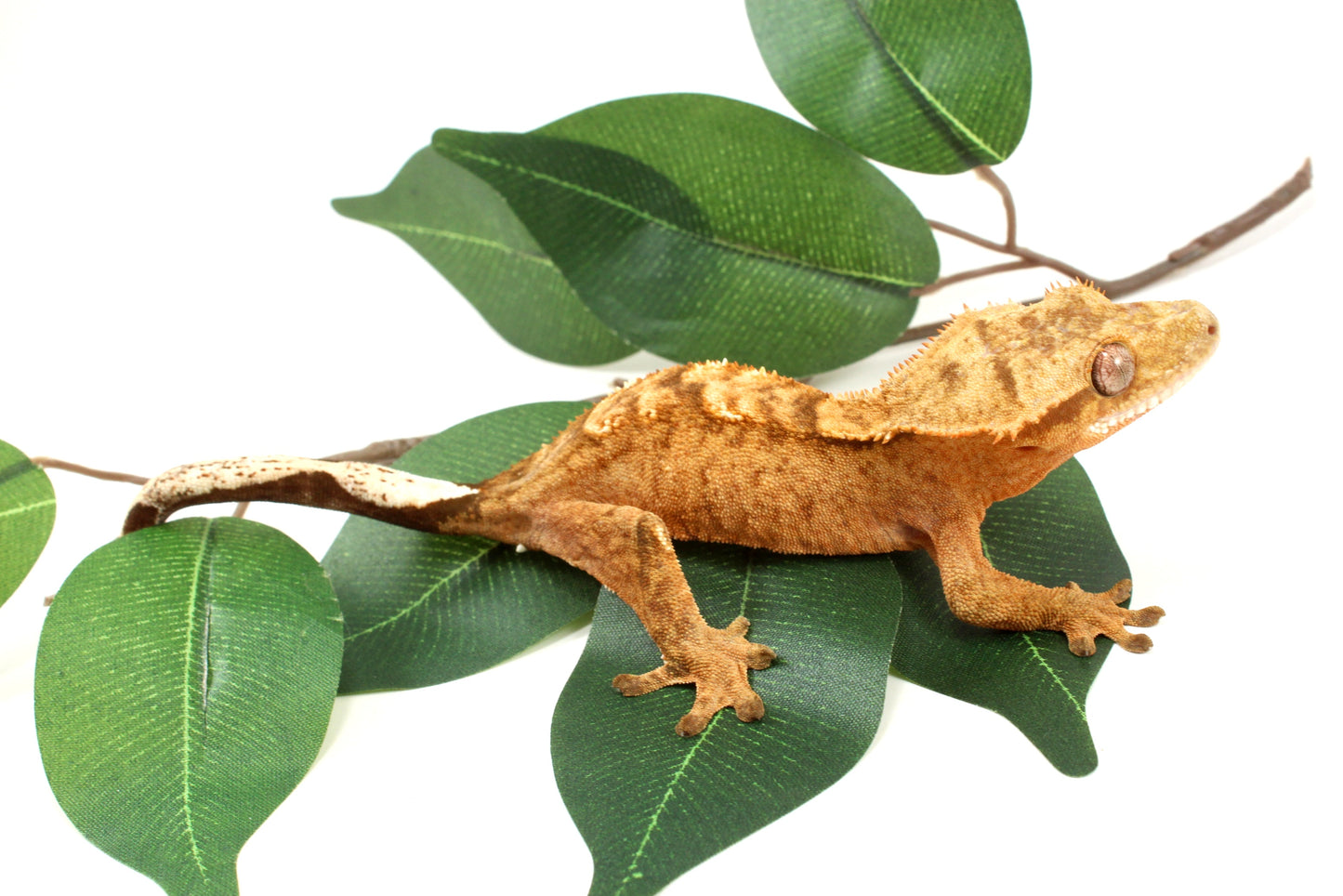 Tangerine Tiger Crested Gecko