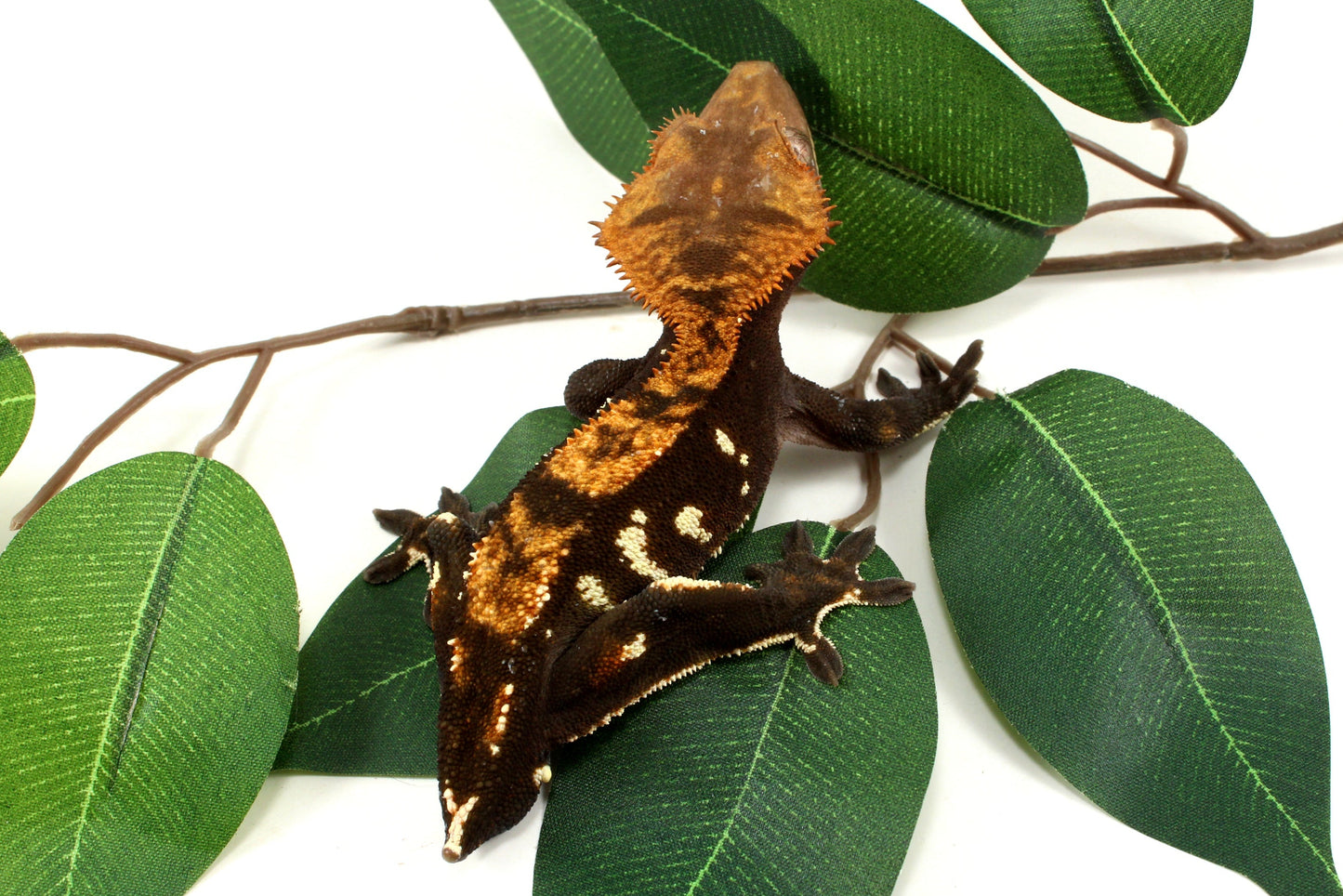 Dark Chocolate Phantom Crested Gecko - Tailess
