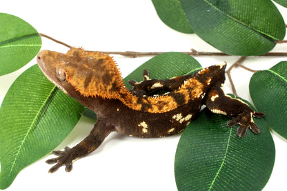 Dark Chocolate Phantom Crested Gecko - Tailess