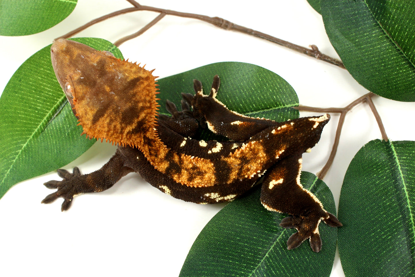 Dark Chocolate Phantom Crested Gecko - Tailess