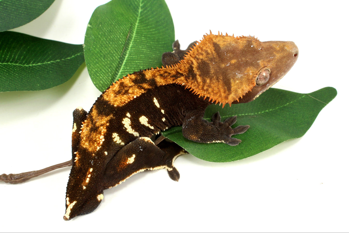 Dark Chocolate Phantom Crested Gecko - Tailess