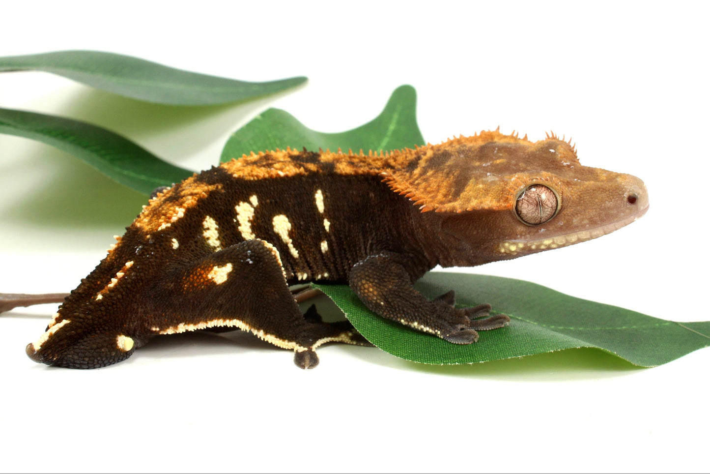 Dark Chocolate Phantom Crested Gecko - Tailess