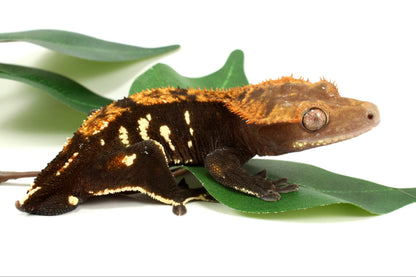 Dark Chocolate Phantom Crested Gecko - Tailess