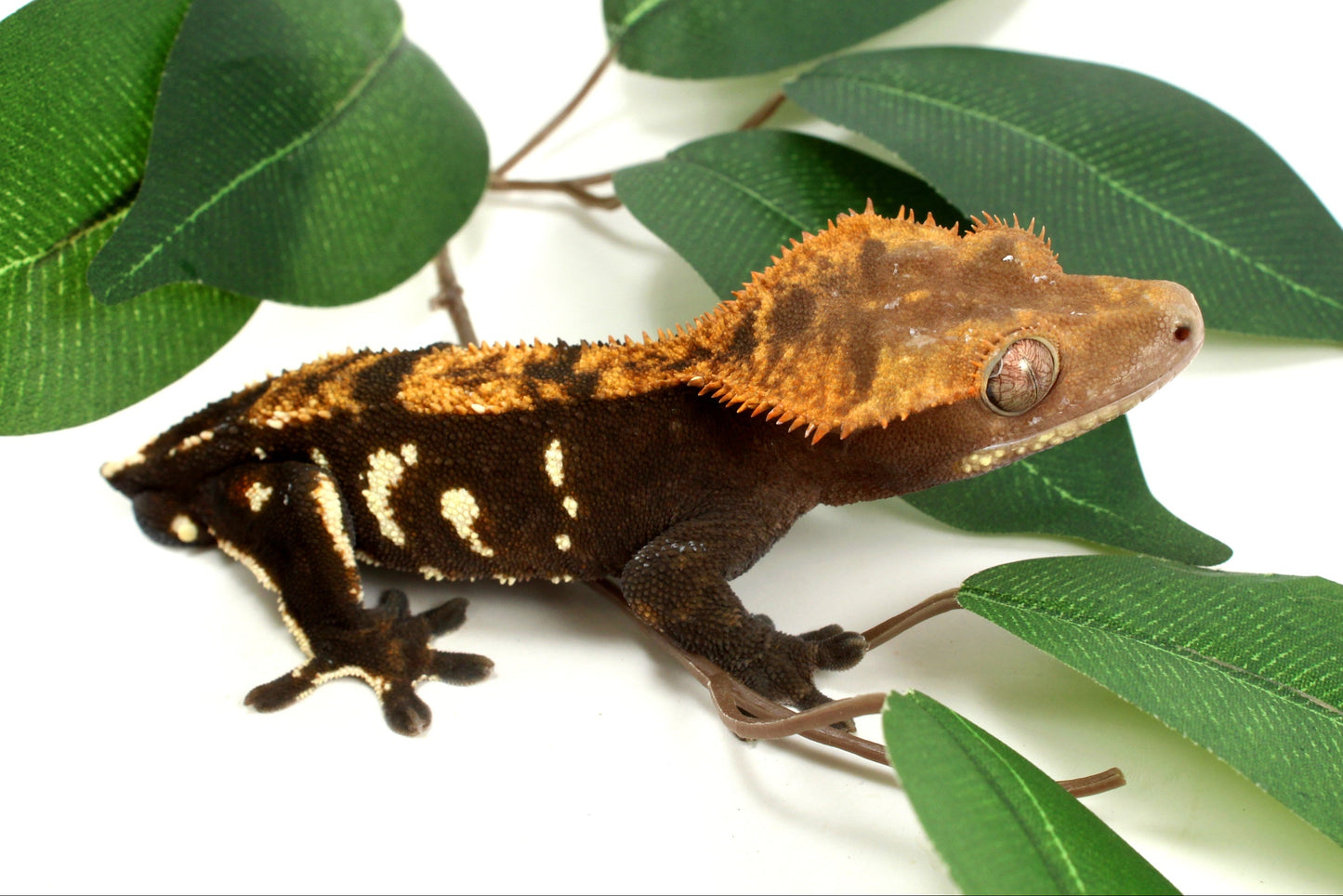 Dark Chocolate Phantom Crested Gecko - Tailess