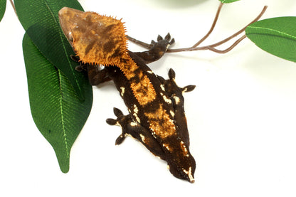 Dark Chocolate Phantom Crested Gecko - Tailess