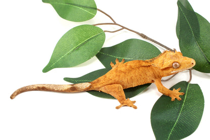 Tangerine Brindle Crested Gecko