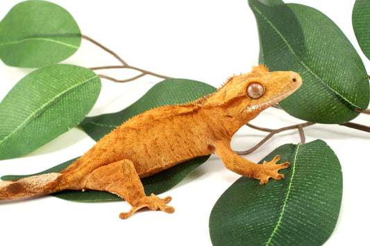 Tangerine Brindle Crested Gecko