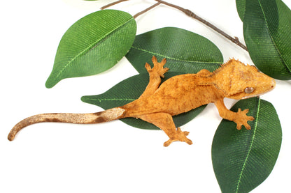 Tangerine Brindle Crested Gecko