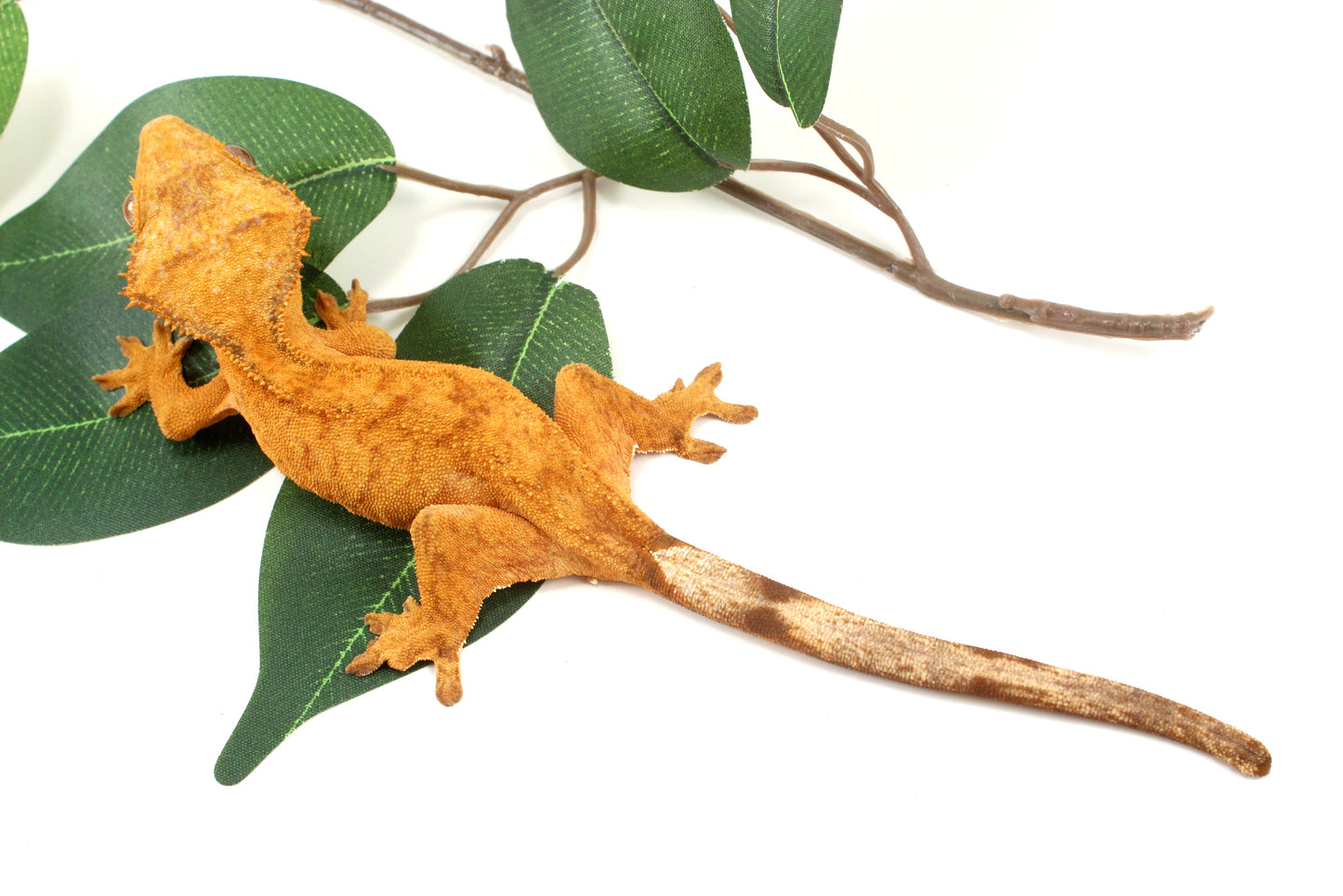 Tangerine Brindle Crested Gecko