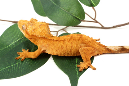 Tangerine Brindle Crested Gecko