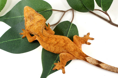 Tangerine Brindle Crested Gecko