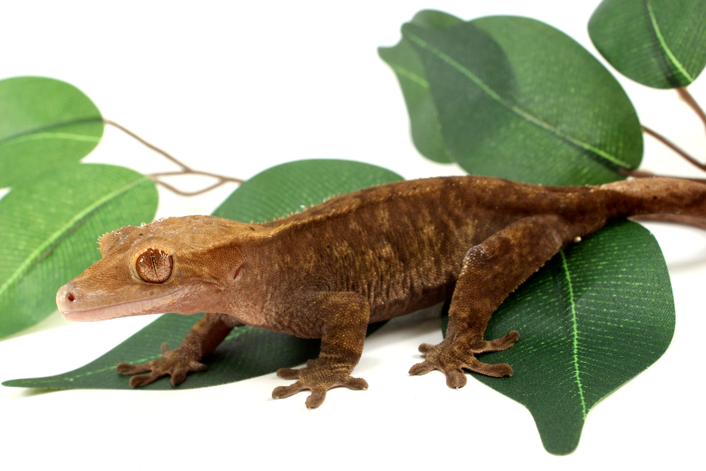 Phantom Cappucchino Crested Gecko