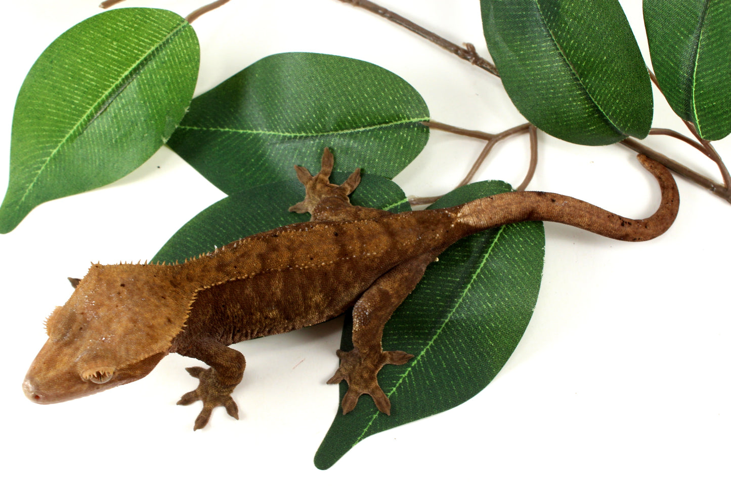 Phantom Cappucchino Crested Gecko