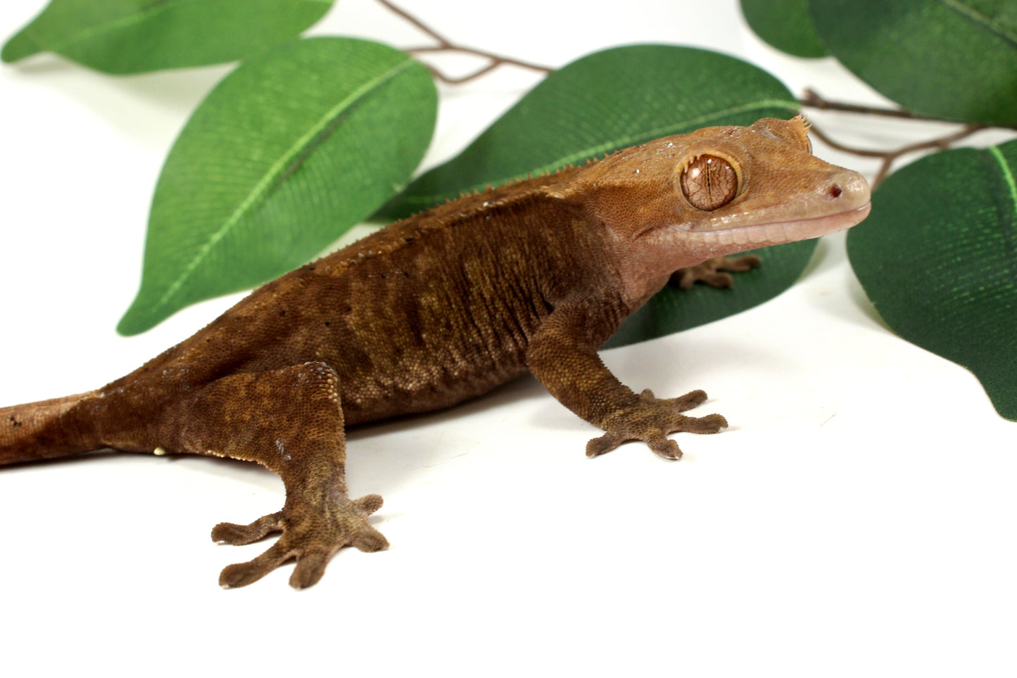Phantom Cappucchino Crested Gecko