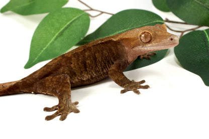 Phantom Cappucchino Crested Gecko
