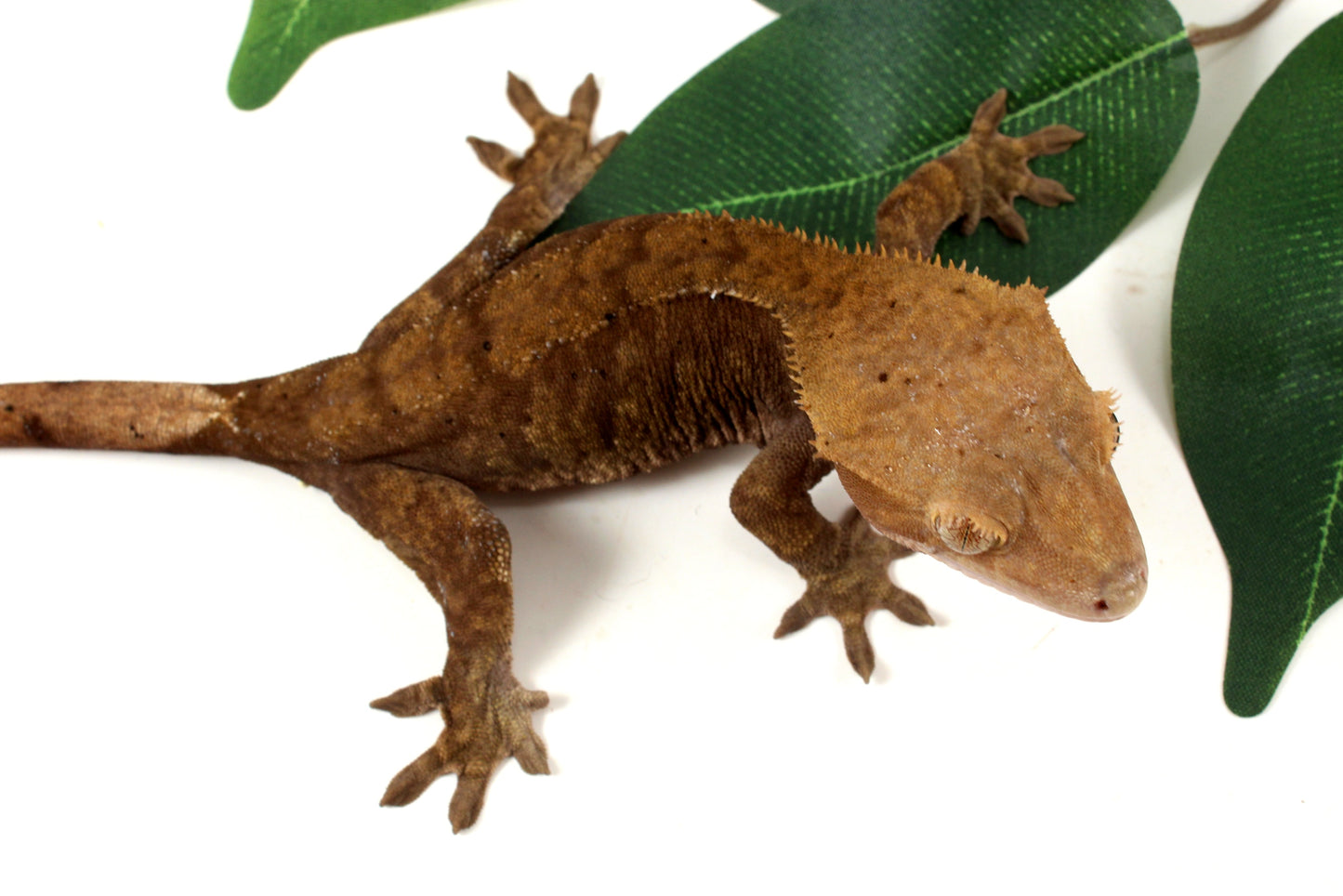 Phantom Cappucchino Crested Gecko