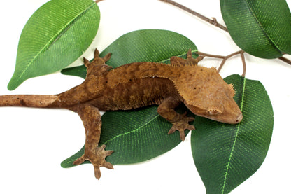 Phantom Cappucchino Crested Gecko