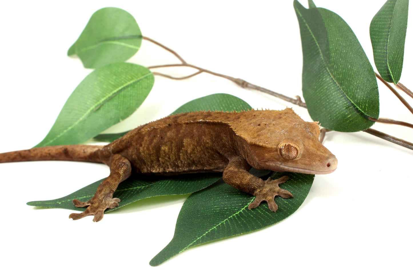 Phantom Cappucchino Crested Gecko