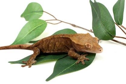 Phantom Cappucchino Crested Gecko