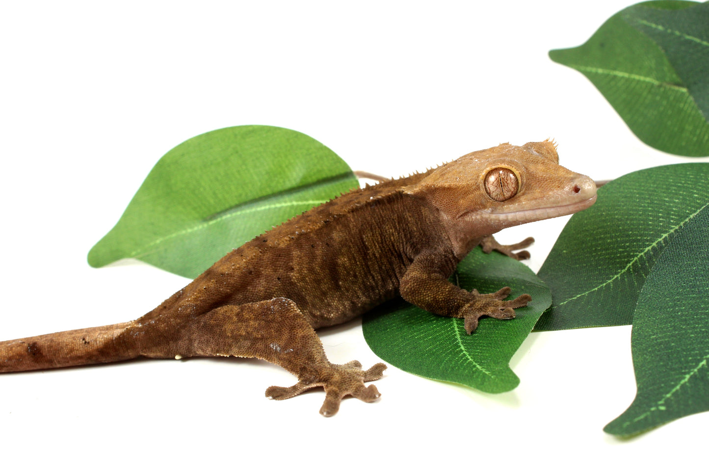 Phantom Cappucchino Crested Gecko