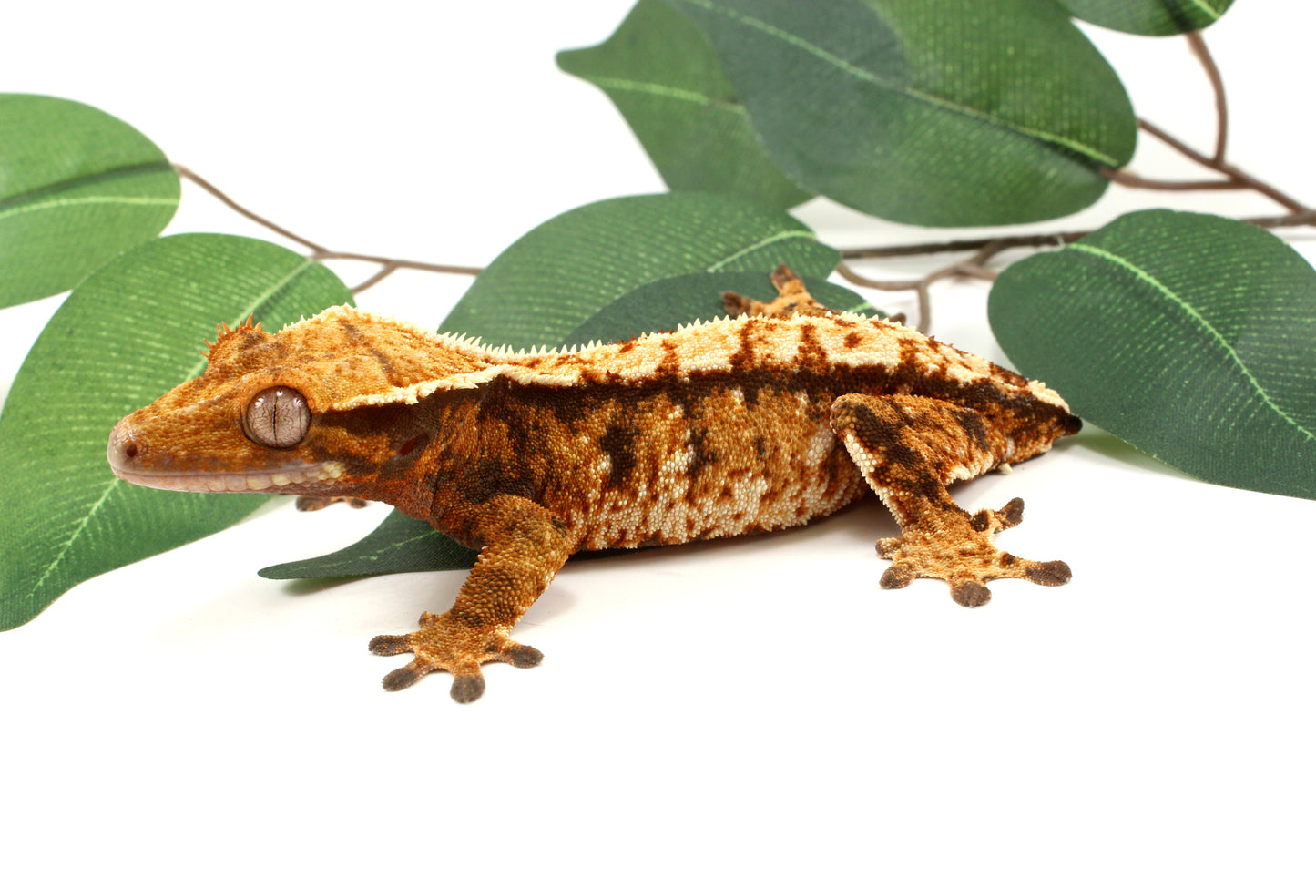 Extreme Tricolor Harlequin Crested Gecko - Tailess