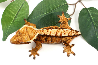 Extreme Tricolor Harlequin Crested Gecko - Tailess