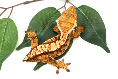 Extreme Tricolor Harlequin Crested Gecko - Tailess