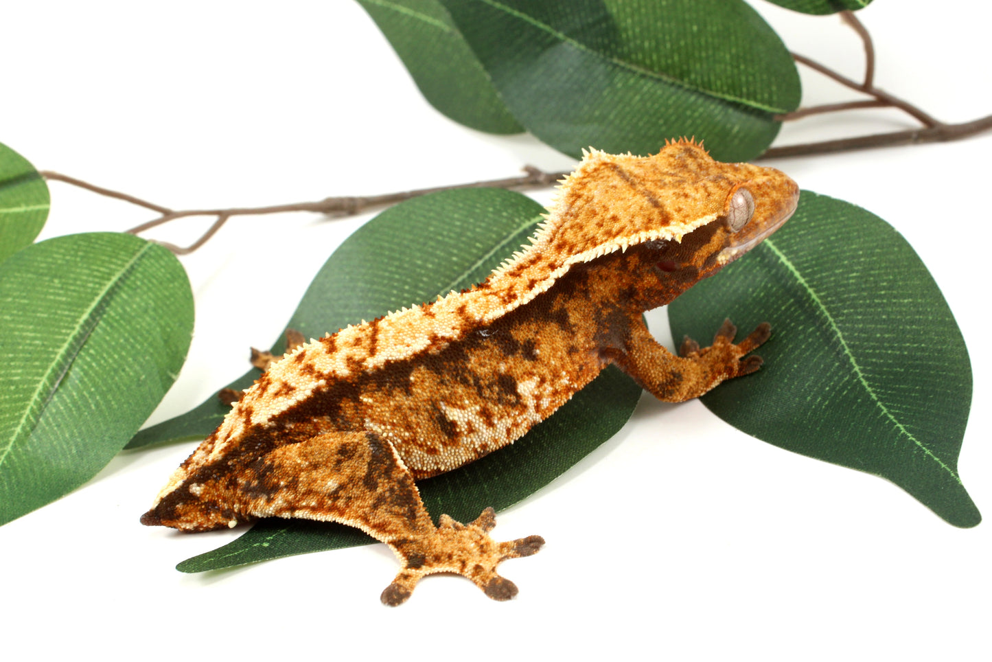 Extreme Tricolor Harlequin Crested Gecko - Tailess