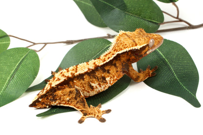 Extreme Tricolor Harlequin Crested Gecko - Tailess