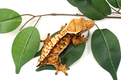Extreme Tricolor Harlequin Crested Gecko - Tailess