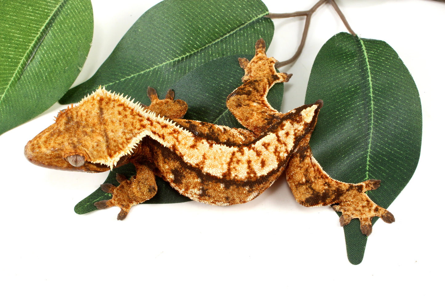 Extreme Tricolor Harlequin Crested Gecko - Tailess