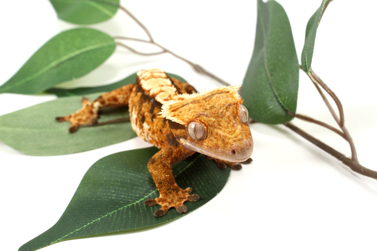 Extreme Tricolor Harlequin Crested Gecko - Tailess