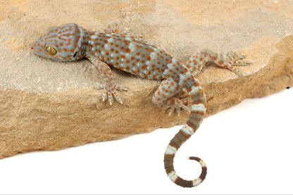 Tokay Gecko
