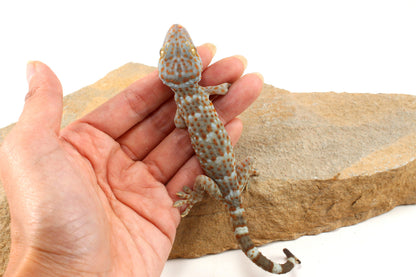 Tokay Gecko