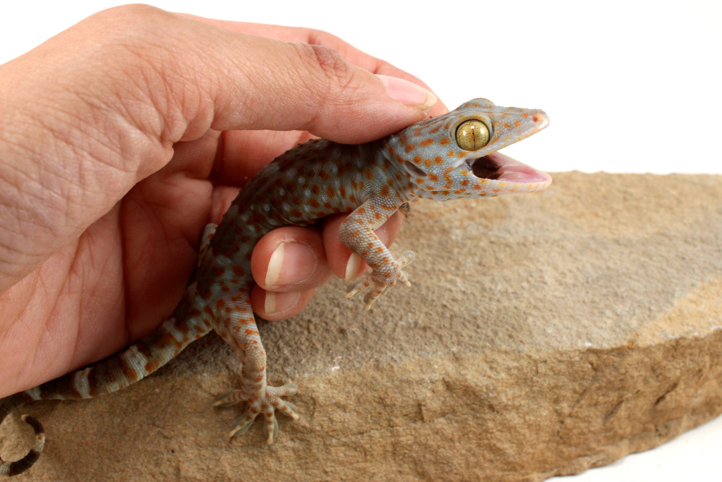 Tokay Gecko
