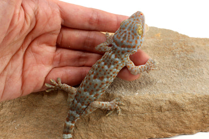 Tokay Gecko