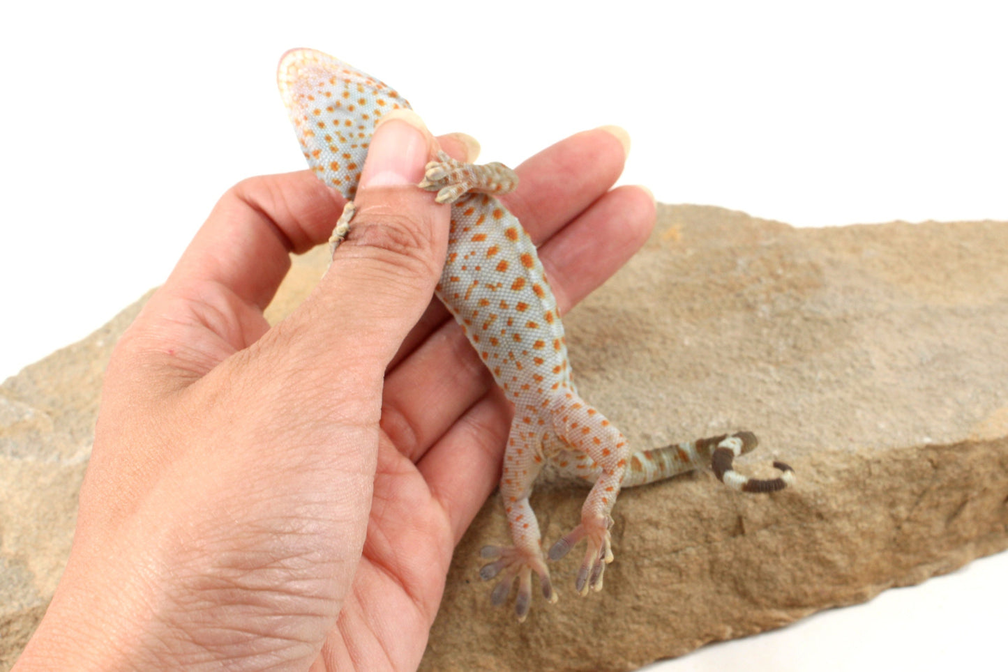Tokay Gecko