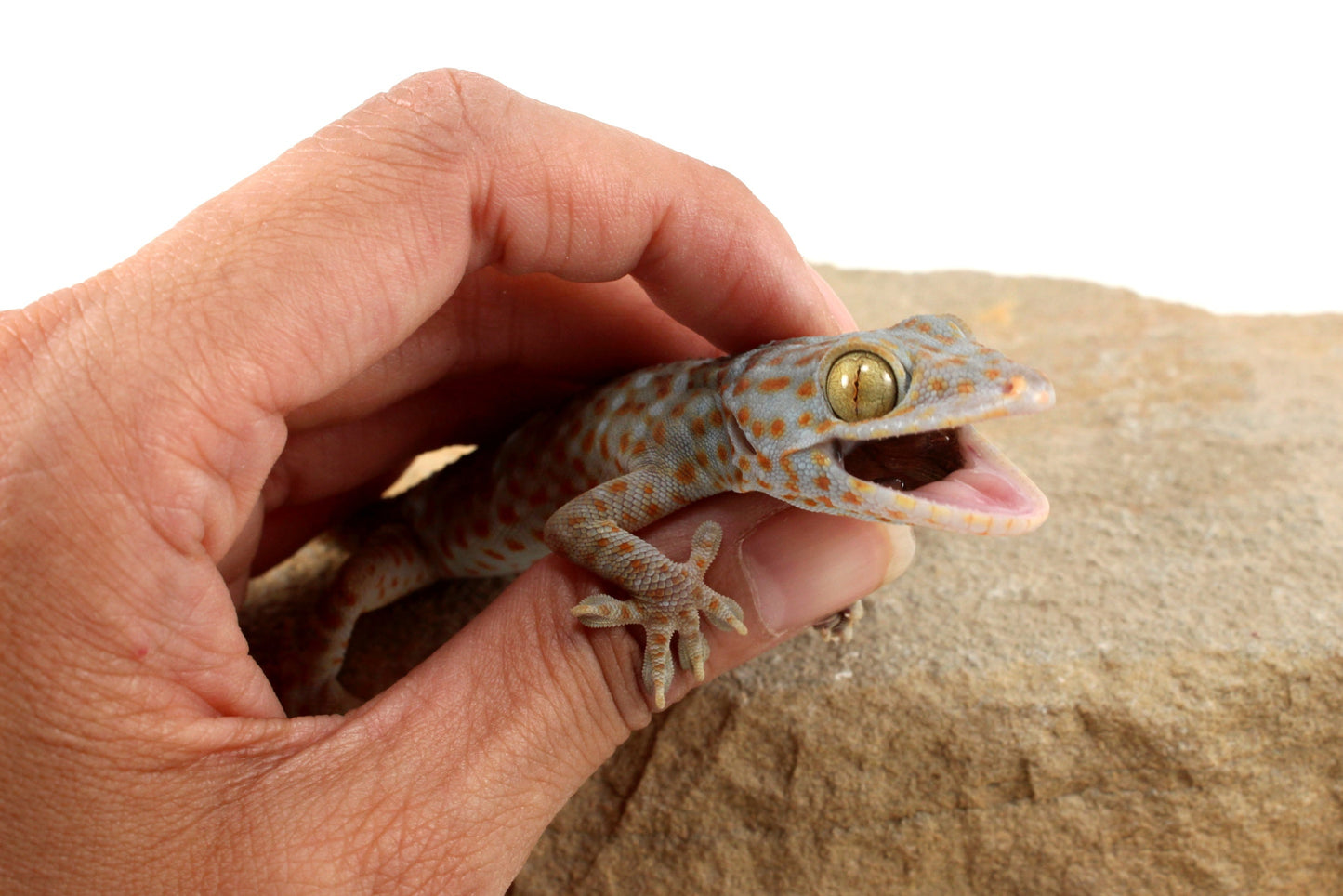 Tokay Gecko