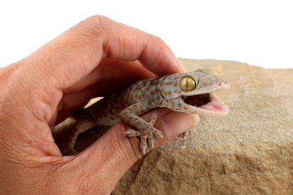 Tokay Gecko