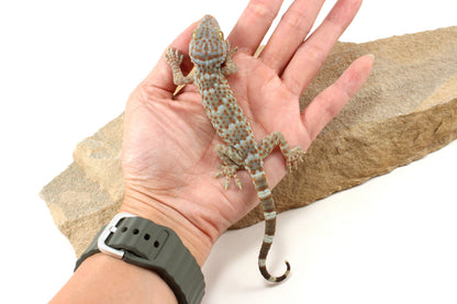 Tokay Gecko