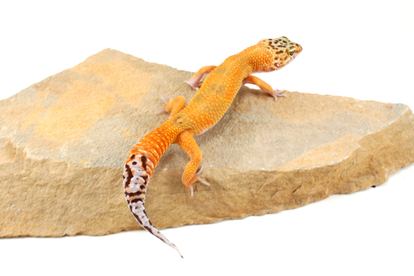 Tangerine Leopard Gecko