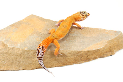 Tangerine Leopard Gecko