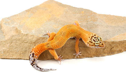 Tangerine Leopard Gecko