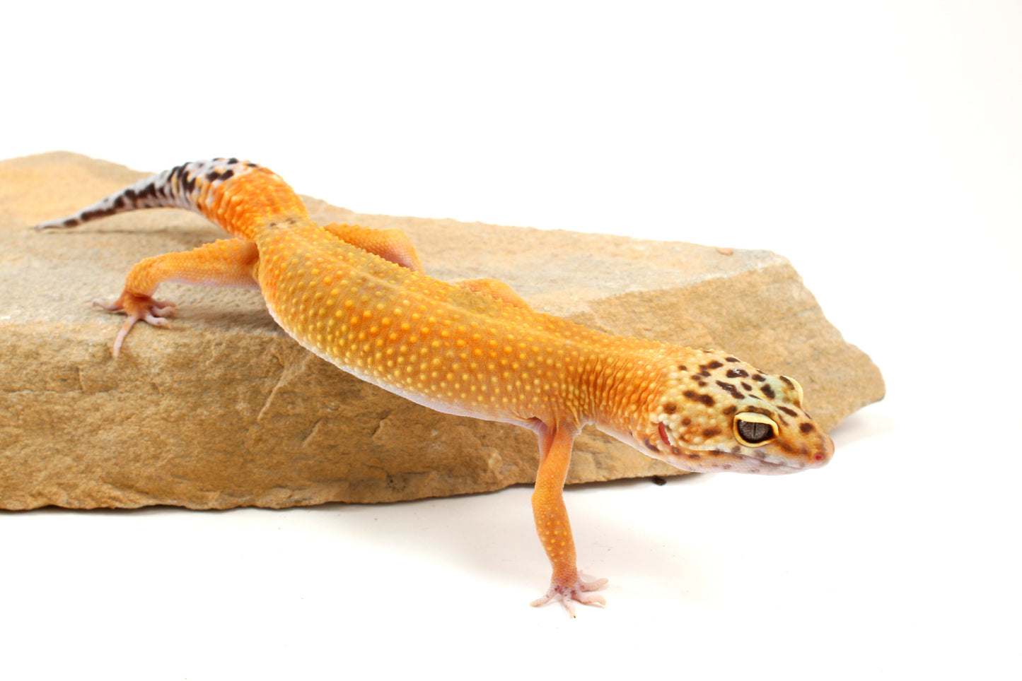 Tangerine Leopard Gecko