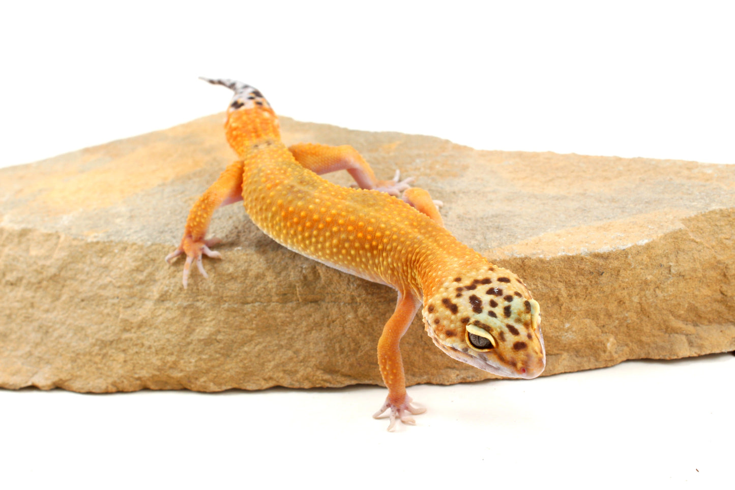 Tangerine Leopard Gecko