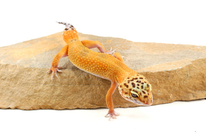 Tangerine Leopard Gecko