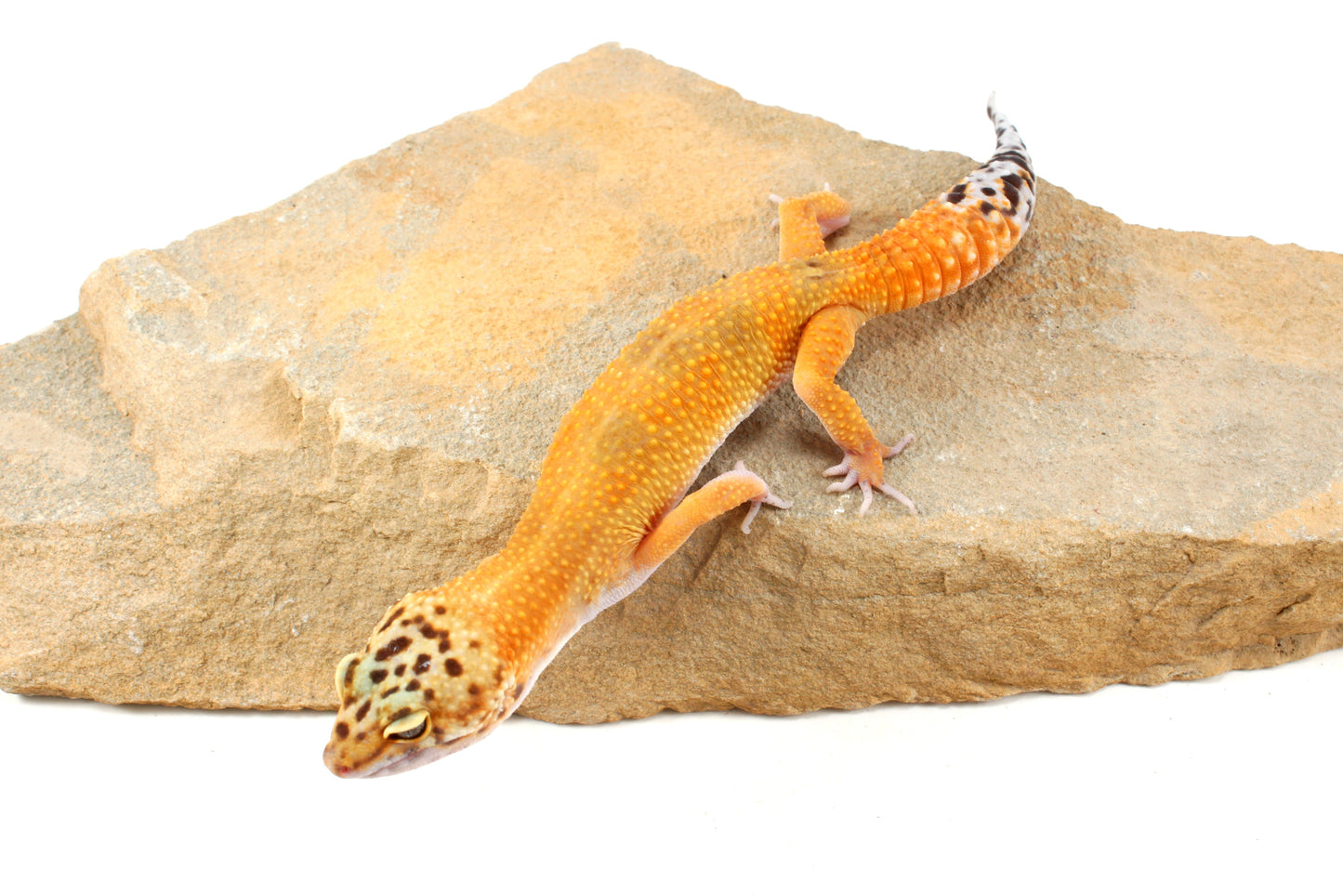 Tangerine Leopard Gecko