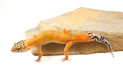 Tangerine Leopard Gecko